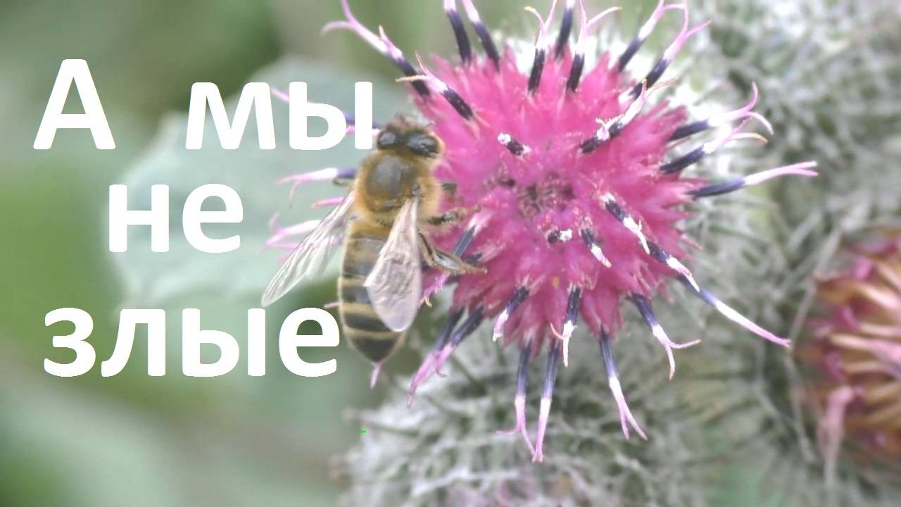 Почему пчелы злятся и жалят смотреть онлайн