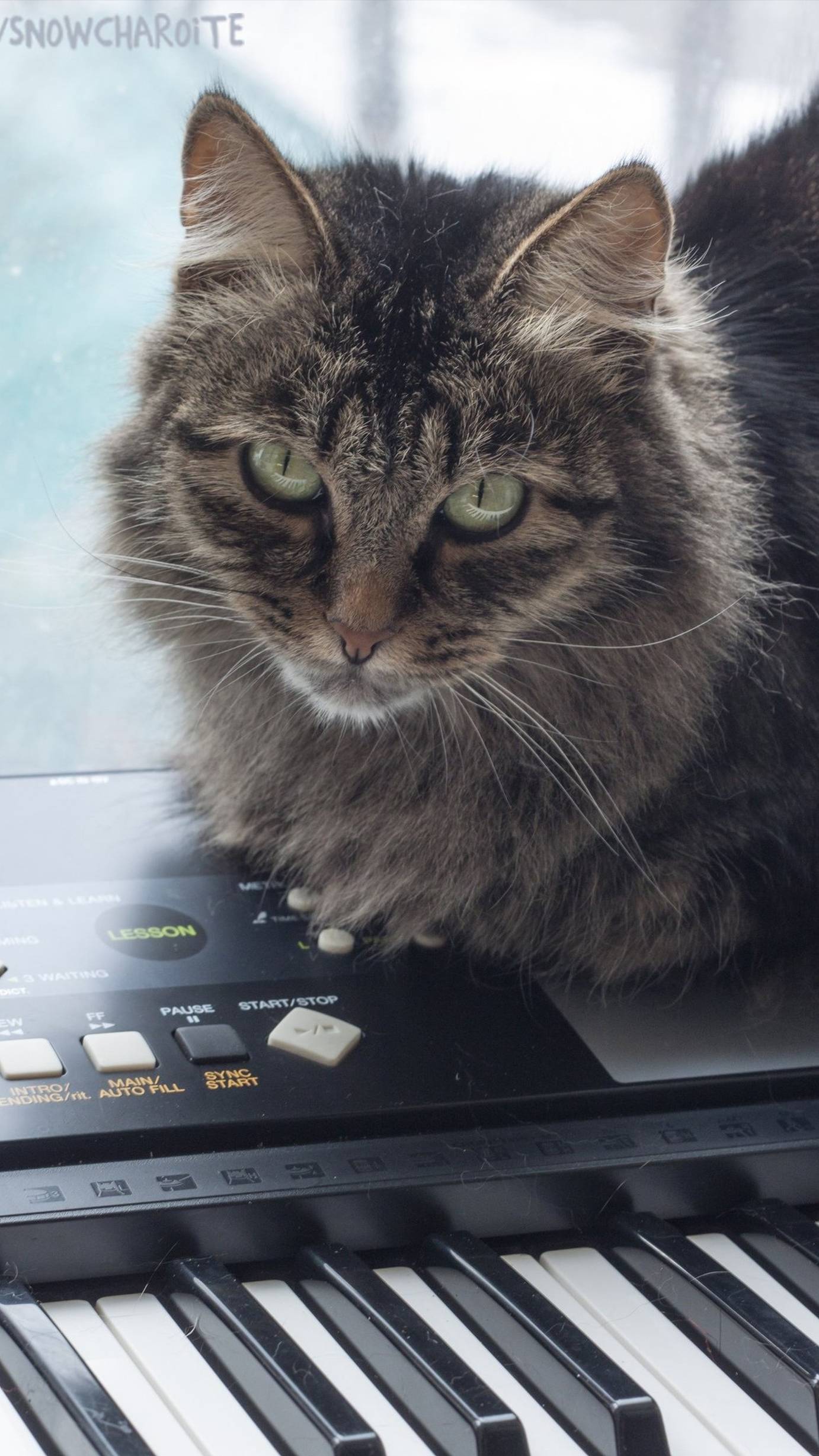 Музыкальные коты смотреть онлайн