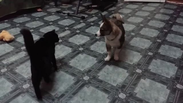 Кошкин бокс смотреть онлайн