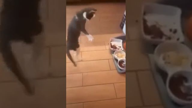 Весёлый завтрак смотреть онлайн