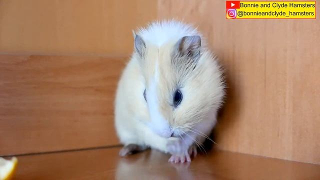 [HD] SUPER CUTE! A guinea pig is grooming itself [Морская свинка умывается. МИЛОТА!] смотреть онлайн