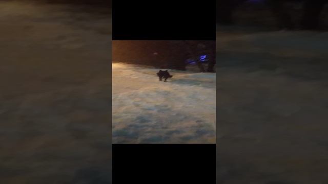 ВЕО  восточно европейская овчарка черная