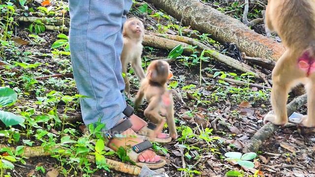 Oh so smart...Baby monkey Saro is fascinated with this little animal but he doesn't touch it. смотреть онлайн