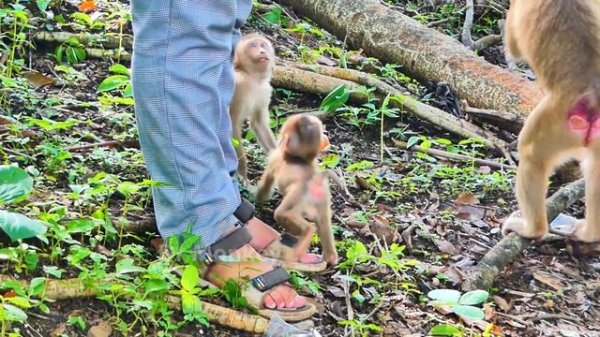 Oh so smart...Baby monkey Saro is fascinated with this little animal but he doesn't touch it.