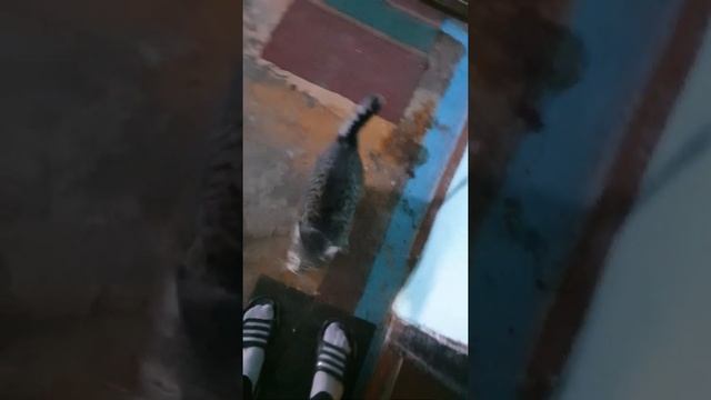 Пропала на неделю и еще сосиски мои есть перестала... смотреть онлайн