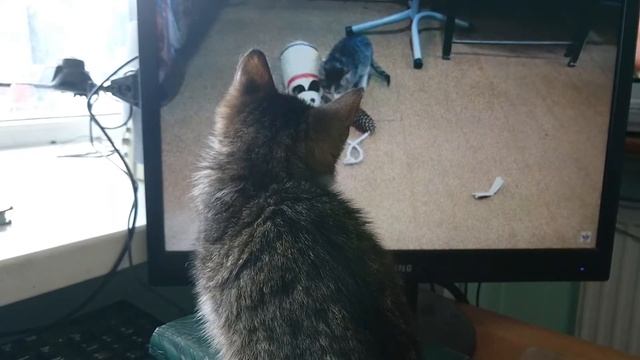 Кошка Дуся увидела себя в телевизоре. Реакция! | The cat Dusya saw herself on TV. Reaction! смотреть онлайн