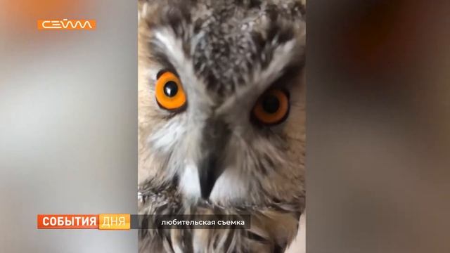 Курянка выхаживает сову с больными лапами смотреть онлайн