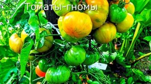 Томаты гномы.  Находка или мучение?