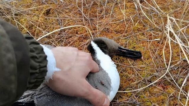 Весенняя охота на уток с семьей. С чучелами и манком Отличные налеты. смотреть онлайн