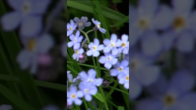 Незабудки. Дмитрий Шлапак смотреть онлайн