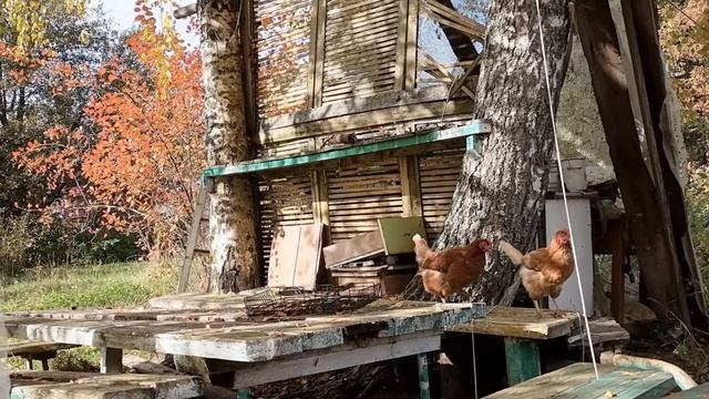 Осенняя пора