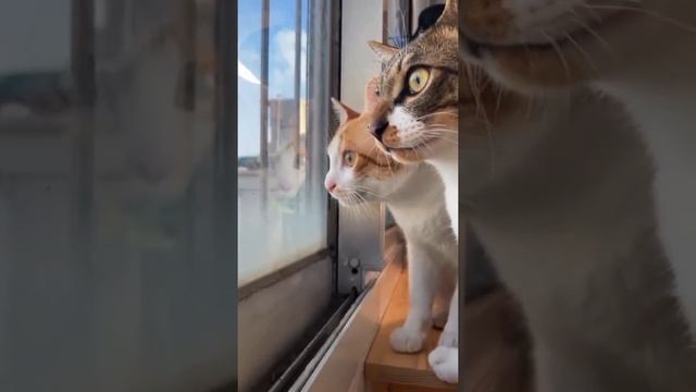 О чём думают коты смотреть онлайн