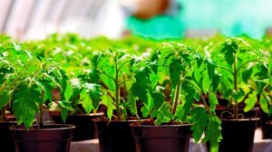 Сеем рассаду томатов. Три момента.