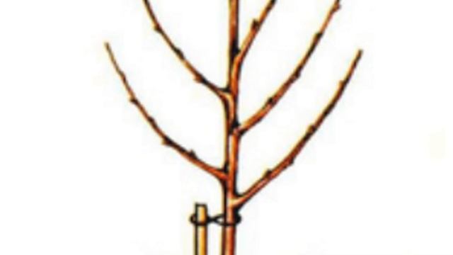 САЖЕНЦЫ.КАК ВЫБРАТЬ НАДЕЖНЫЕ САЖЕНЦЫ. ПО- ВЗРОСЛОМУ смотреть онлайн