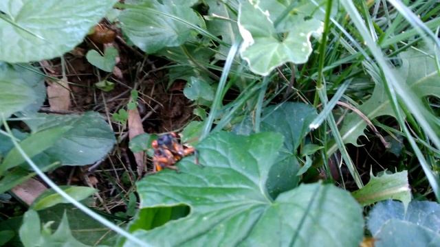 Brood X cicada смотреть онлайн