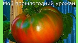 Ошибки при сборе семян томатов.