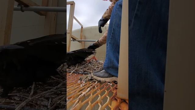 Raven Rescue смотреть онлайн