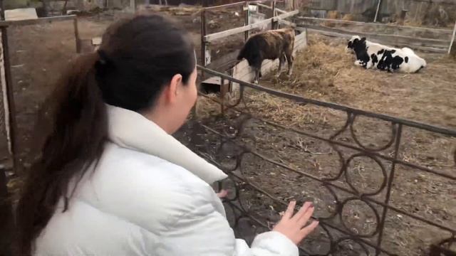 VLOG 7: Поездка за город. Медеу. Қырқынан шығару. смотреть онлайн