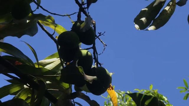 Mango Tree 🥭 is booming this year May 2021 смотреть онлайн