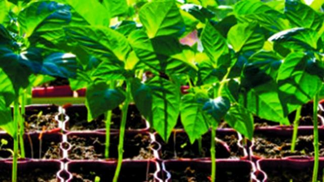 Сроки посадки рассады. Ошибки и выводы. смотреть онлайн