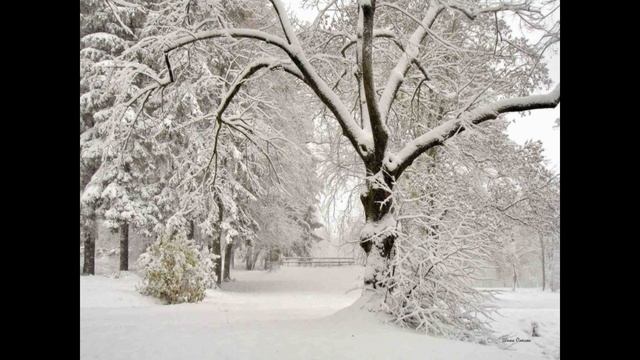 Дмитрий Рогачев. Белая вуаль смотреть онлайн