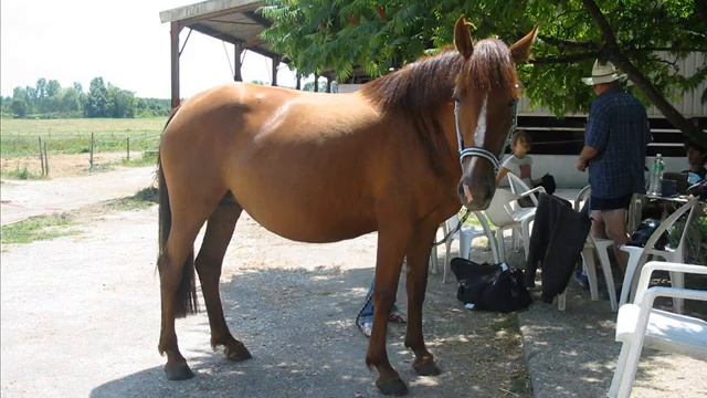 Praline смотреть онлайн