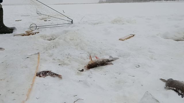 Рыбалка на хапуги. смотреть онлайн