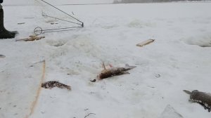 Рыбалка на хапуги.