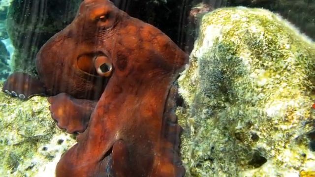 nfsOctopus смотреть онлайн