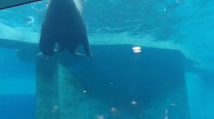 Московский зоопарк. Сивуч Дин и моржи