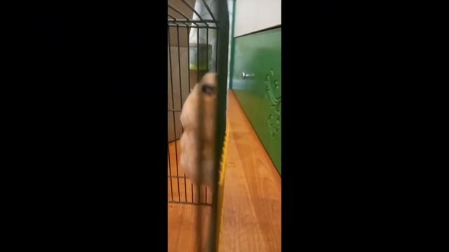 🐹//ВИДЕО ПОСВЯЩАЕТСЯ САМОМУ ЛУЧШЕМУ ХОМЯЧКУ ГЕНРИ//❣️🕯️12.12.23 ПОЛГОДА смотреть онлайн