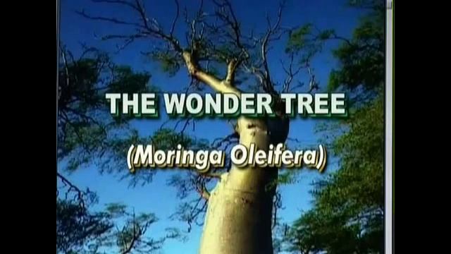 Health Briefing Ep. 3. Moringa Oleifers смотреть онлайн