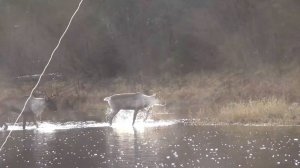 Рыбалка в ДЕВСТВЕННОЙ тайге Сухопит2023 Олени Хариус Ленок Таймень Медведь Выживание Охота