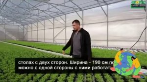 Тепличный бизнес, стоит ли пробовать? Рассказываю
