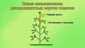 Не ошибитесь при формировке и пасынковании томатов.