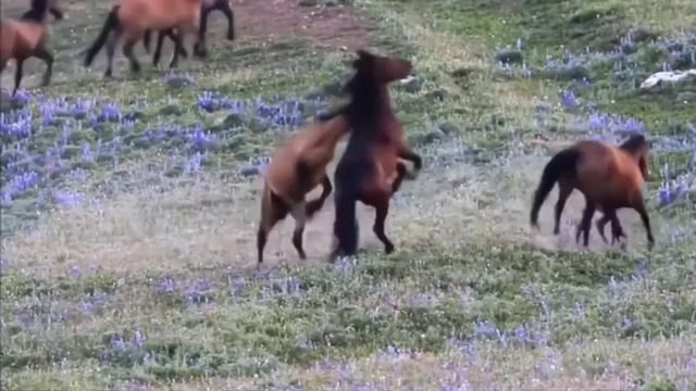 Dangerous Horses.                                                          Опасные лошади.