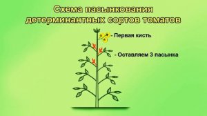 Правильное пасынкование томатов - гномов. Детов и индетов.
