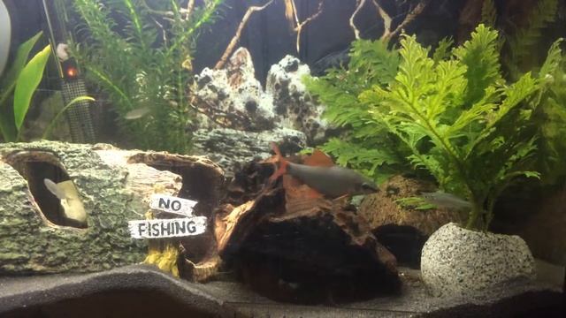 Rainbow shark and Dwarf Rainbow fish no commentary смотреть онлайн