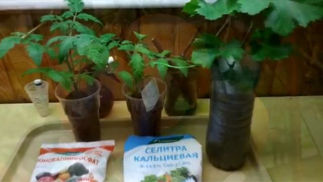 Подкормка рассады. Минное поле. смотреть онлайн