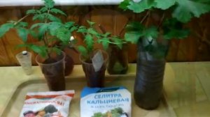 Подкормка рассады. Минное поле.