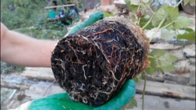 Виноград. Умная посадка и уход. смотреть онлайн