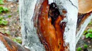 Побелка садовых деревьев в сентябре  Подробно