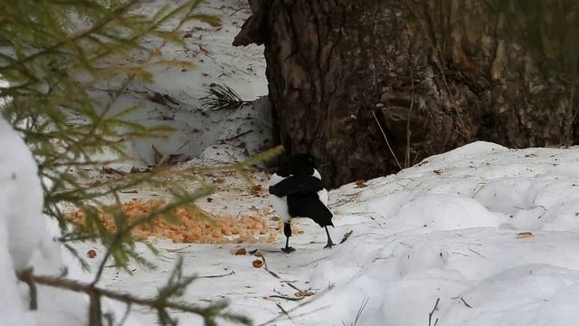 №4823 18 03 2024 Утро сорок и ворон смотреть онлайн