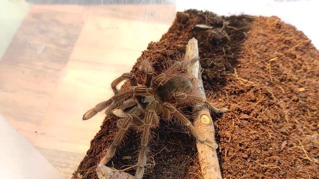 Первое кормление Teraphosa stirmi! смотреть онлайн