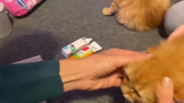 СПАСЁННЫЕ РЫЖИКИ С МУСОРКИ смотреть онлайн