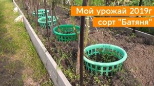 Как получить ранний урожай томатов.