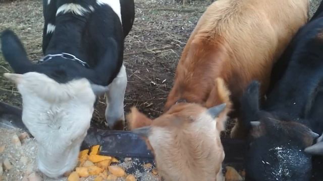 Голодные быки. смотреть онлайн