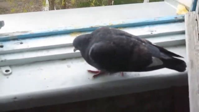 Голубь на окне смотреть онлайн