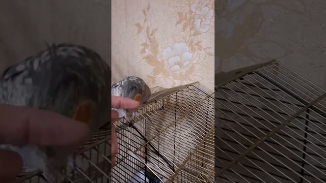 Клетка это Жорина а 2 попугай Мики и Том на место кушает Жорина он разрешил и не ругается смотреть онлайн
