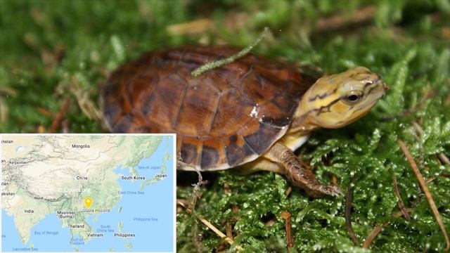 15 TURTLES YOU WON'T BELIEVE EXIST! смотреть онлайн